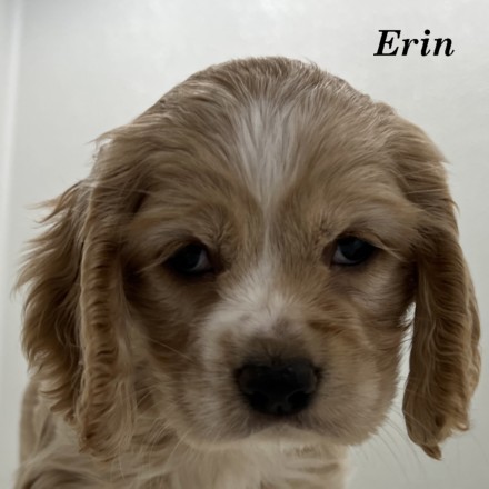 puppy, for, sale, Cocker Spaniel, Joe & Cherri  Overlease, dog, breeder, Miller, MO, dog-breeder, puppy-for-sale, forsale, nearby, find, puppyfind, locator, puppylocator, aca